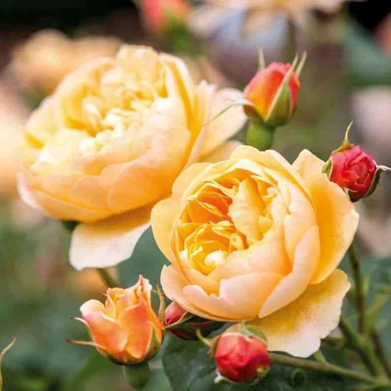 Unrooted Rose Cuttings 5-8" Long, David Austin ROALD DAHL, Fresh Pink Fragrant Rose (Rosa 'Roald Dahl') - 3 Stems