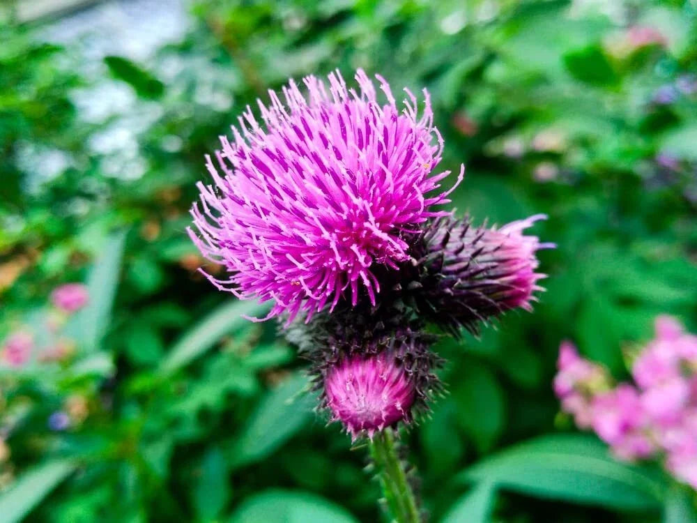 Greater Burdock Root Seeds - 100+ Heirloom Seeds for Planting - Arctium lappa - Medicinal Herb for Edible Gardens