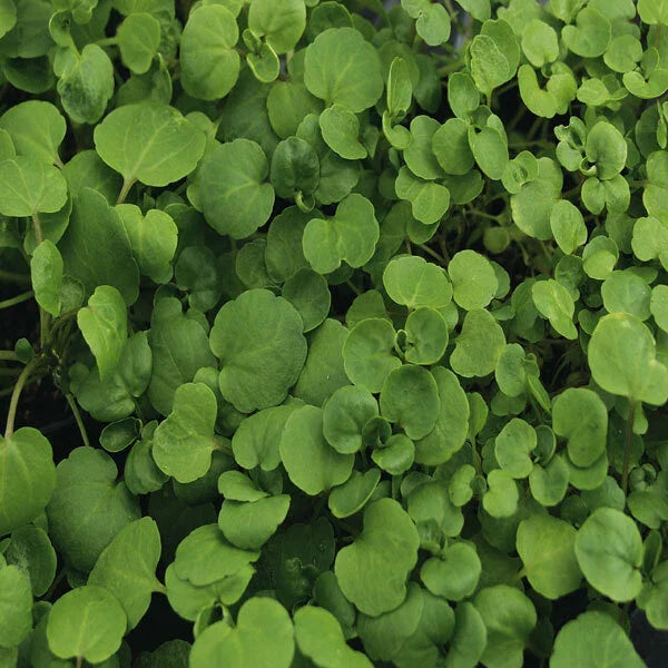True Watercress Seeds - 1,000 Heirloom Non-GMO - Nasturtium officinale - Fresh Culinary Herb for Gardening and Aquaponics