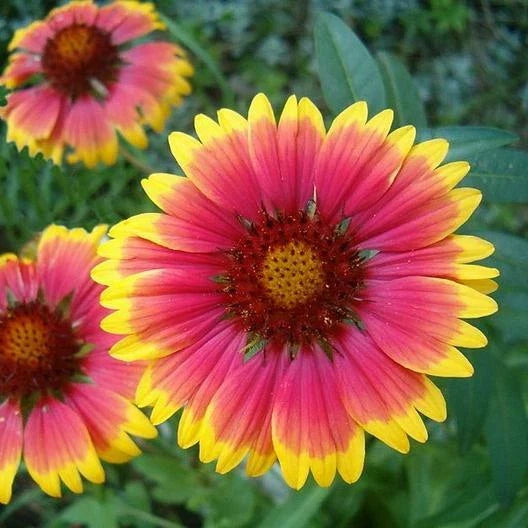 Blanket Flower Seeds - 200 Non-GMO Gaillardia Perennial Wildflower Seeds for Pollinator Gardens