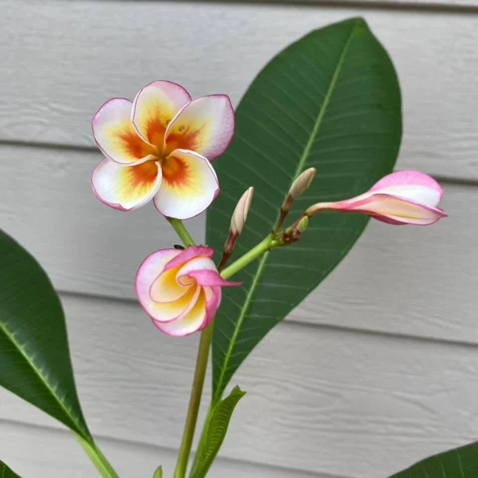 Fireblast Plumeria Cutting - Mid Cut Tropical Flowering Plant - Plumeria spp. - Vibrant Red and Orange Flowers