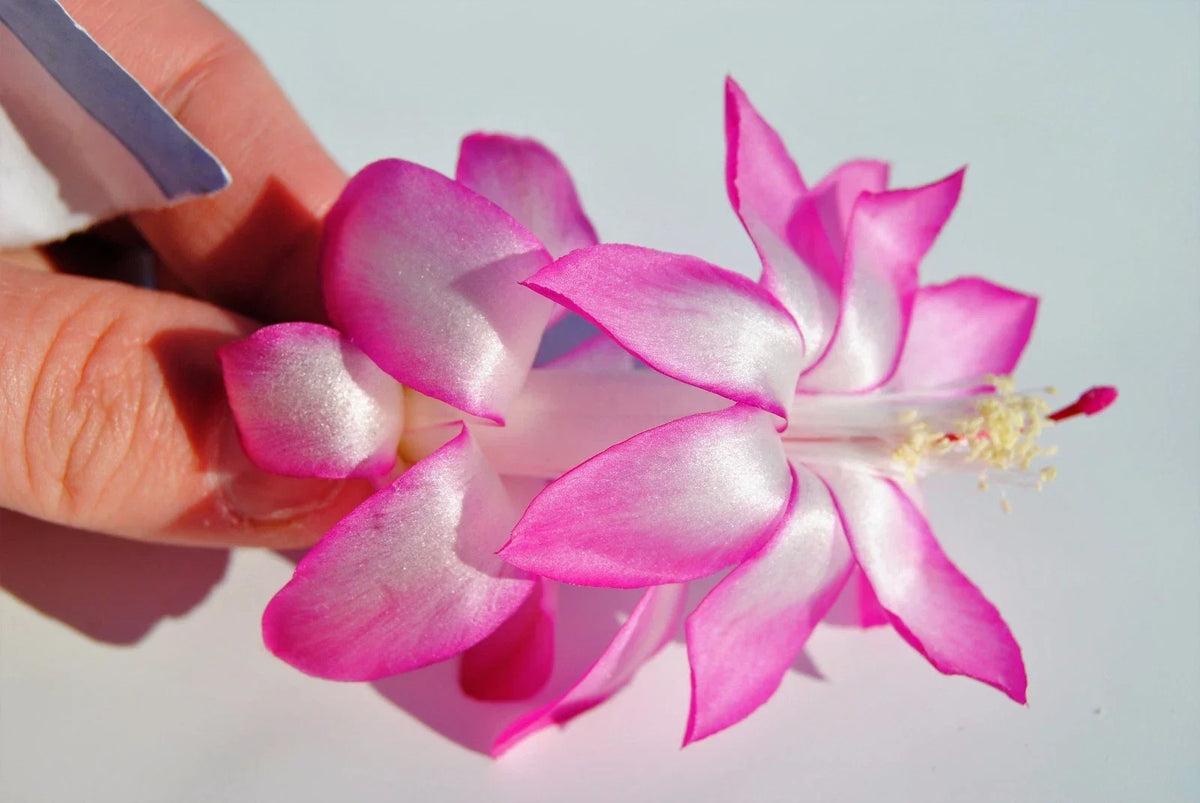 Christmas Cactus Starter Plant - May Queen - Schlumbergera Truncata - Healthy Indoor Plant for Holiday Blooms