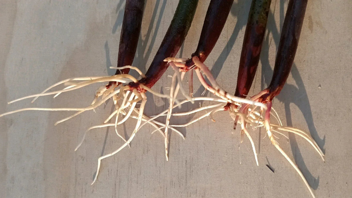 5 Live Red Mangrove Plants - Rhizophora Mangle Propagules for Aquarium, Saltwater & Freshwater Tank Filter Setup