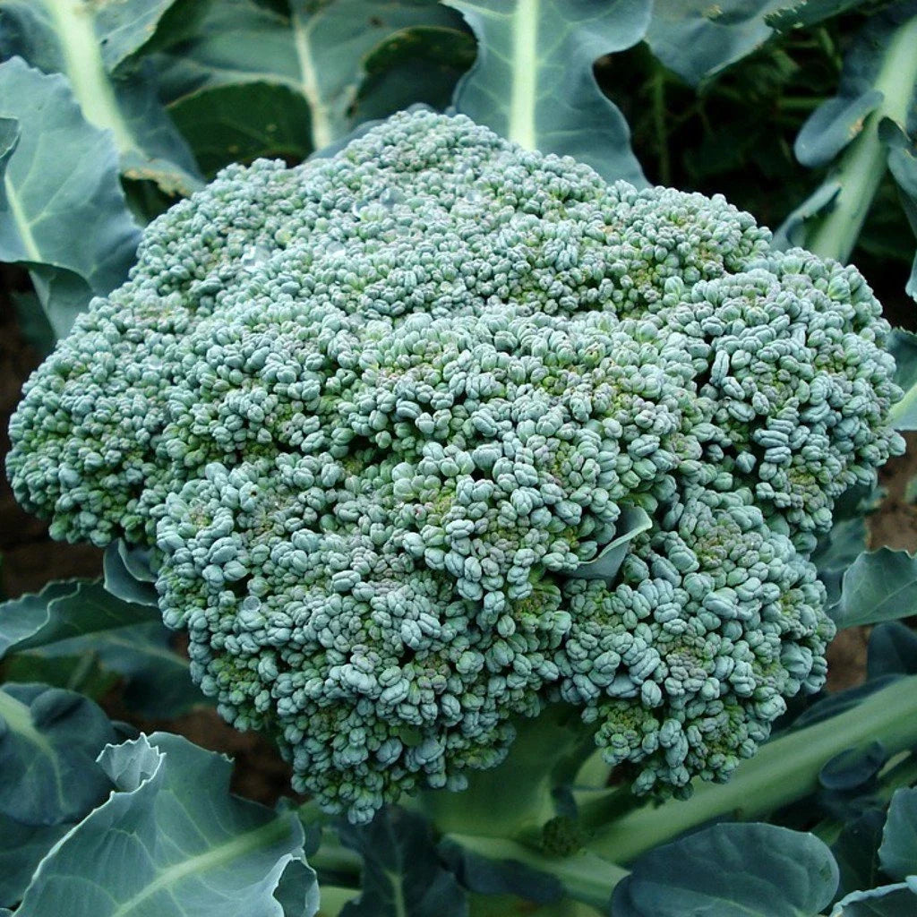 Waltham 29 Broccoli Seeds, Non-GMO, High Yield, Easy to Grow, Brassica oleracea var. italica