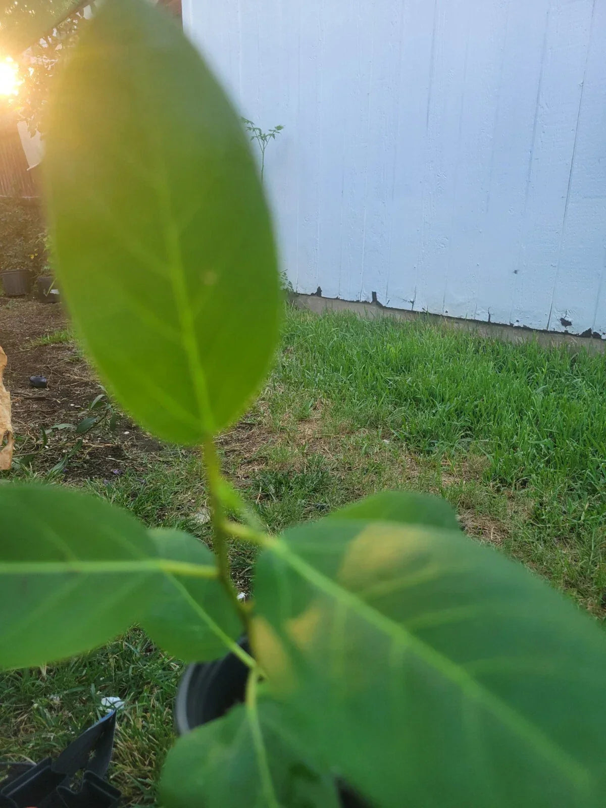 Ficus Audrey Live Plant Plug - Single Foliage - Ficus benghalensis 'Audrey' - Indoor/Outdoor Greenery