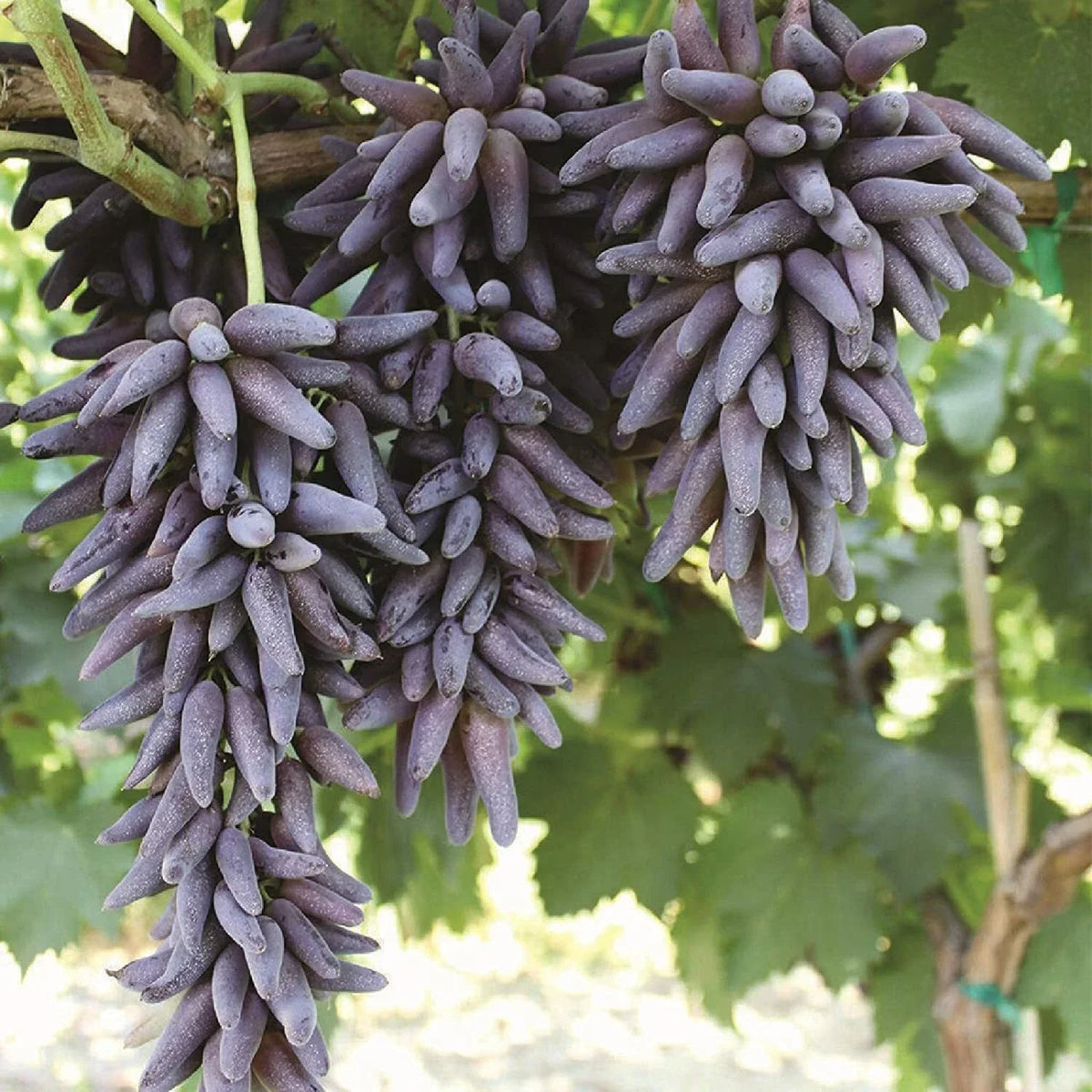 Ladyfinger Grape Vine Cuttings - 5 Unrooted Cuttings for Rooting - Vitis vinifera - Sweet Seedless Grapes for Home Gardens
