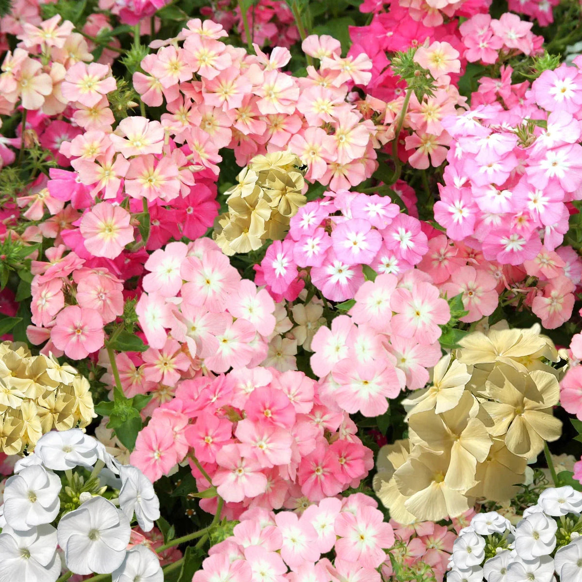 Phlox Seeds - Pastel Mix - Phlox drummondii - Annual Flower Seeds for Garden - Non-GMO, Attracts Pollinators, 100 Seeds