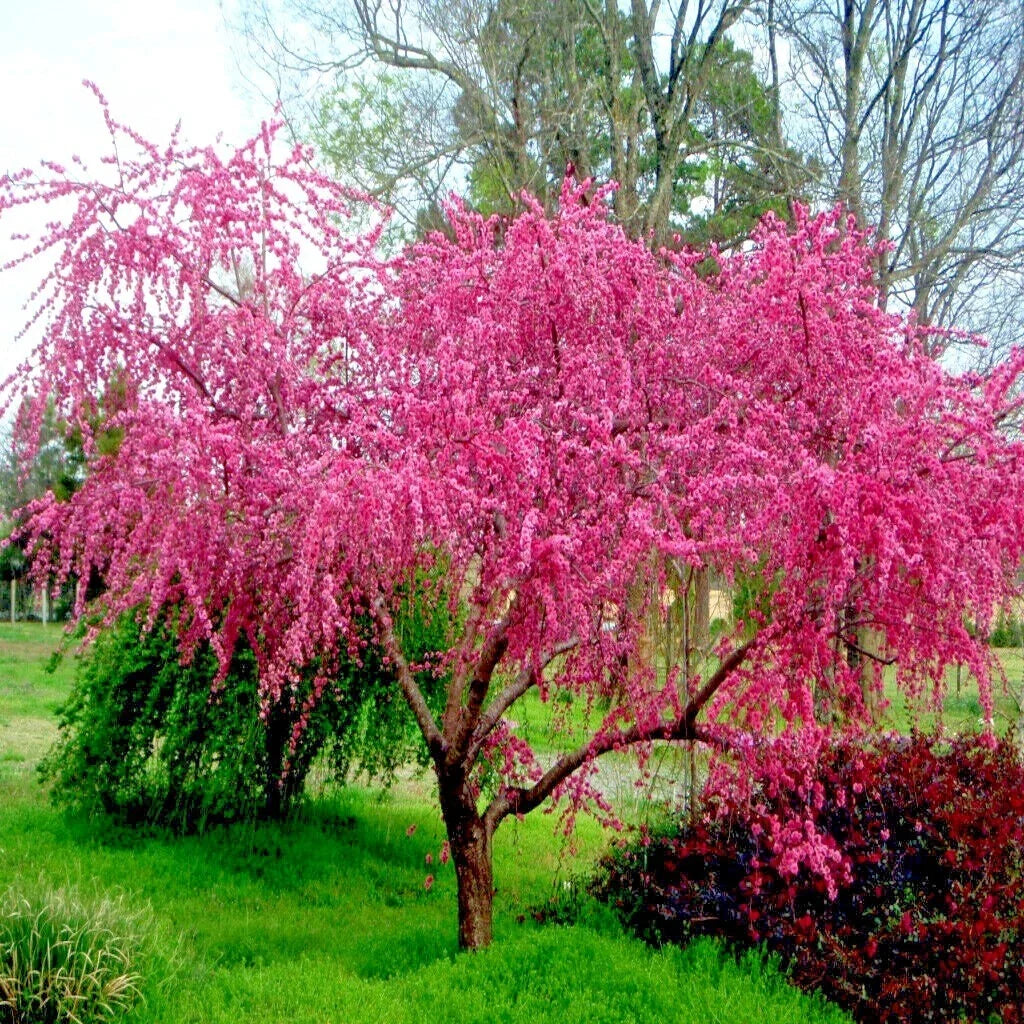 Dwarf Peach Tree Seeds - Loring Variety - Prunus persica - Fast Growing, Hardy Fruit Plant for Small Gardens and Containers