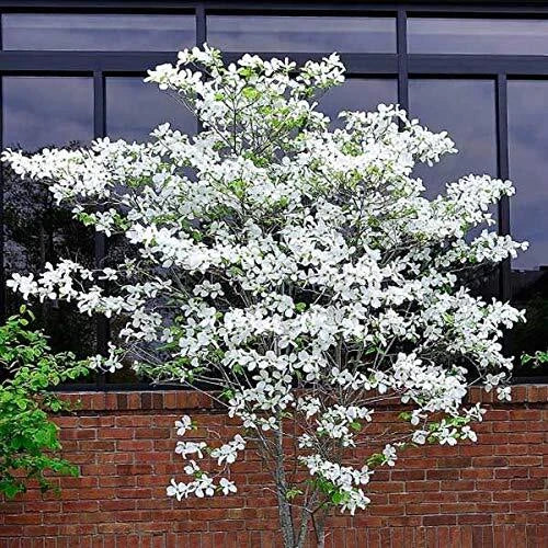 Flowering Dogwood Tree Seeds - 20 Seeds - Cornus florida - White/Pink Blooms - USA Grown, Ships from Iowa