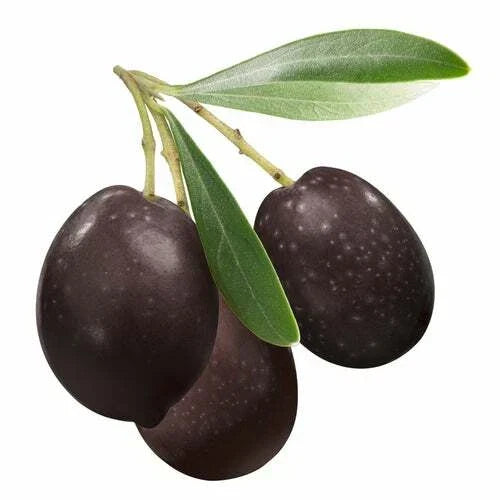 Olive Tree Seeds | 25 Seeds | Olea europaea | Mediterranean Gardening, Organic Growth, Drought-Resistant