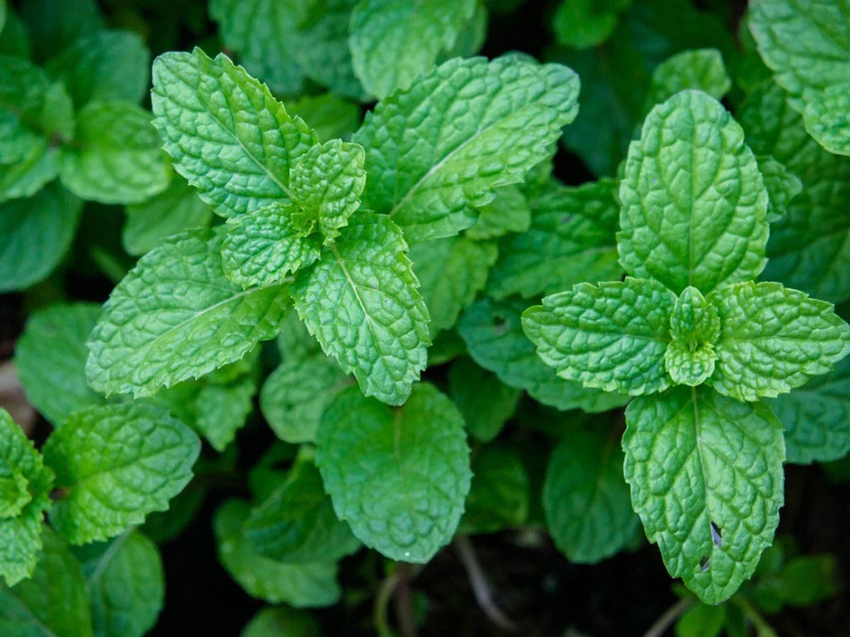 Organic Garden Mint Bush Bare Root Culinary Herb Mentha spicata Fresh Food Spices Non-GMO Aromatic Plant for Cooking