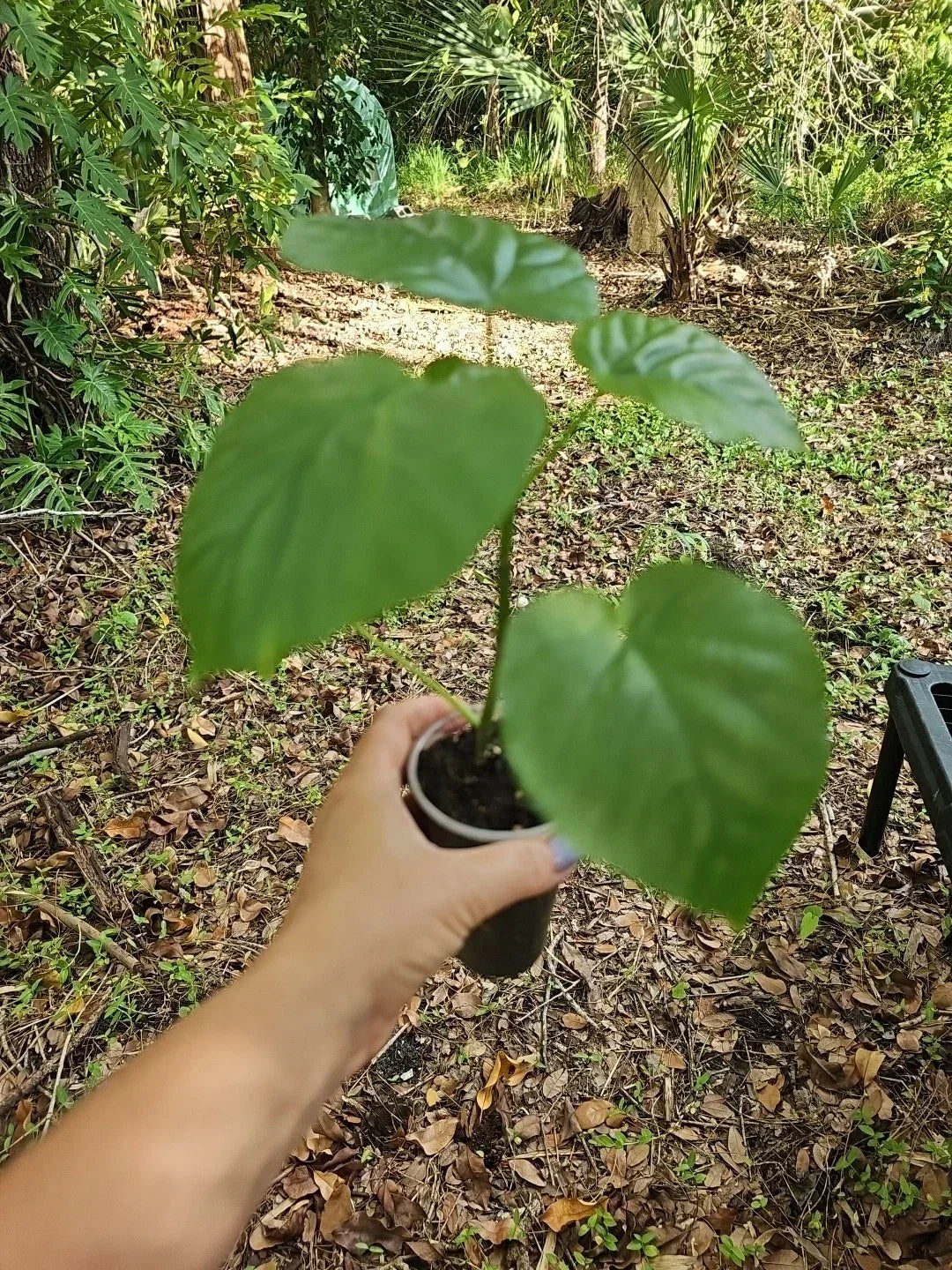 Ficus Umbrellata Live Plant - 3" Pot - Rare Umbrella Tree Fig - Ficus umbellata - Indoor Houseplant, Easy Care, Air Purifying