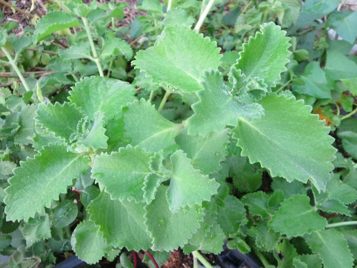 Cuban Oregano Cuttings - 6 Live Unrooted Edible Herb Plants - Plectranthus amboinicus - Flavorful Culinary Herb for Gardens