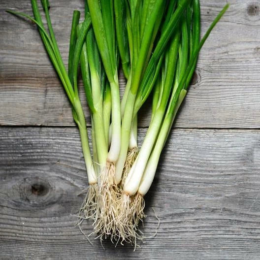 Bunching Onion Seeds - 100 Count - White Lisbon Scallion - Allium fistulosum - Non-GMO Gardening Seeds for Culinary Use