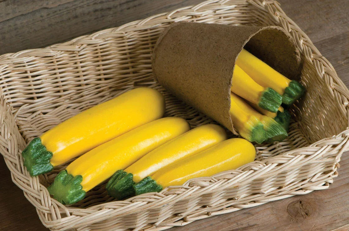 Goldy Squash Seeds - 10 Pack - Golden Zucchini - Cucurbita pepo - Easy to Grow, High-Yielding for Garden or Pots