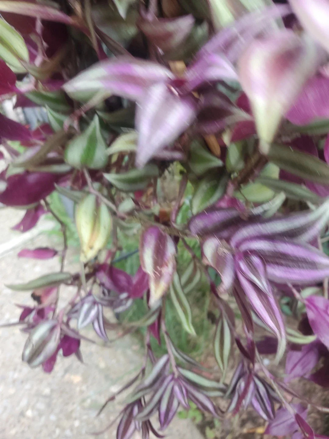 Wandering Jew Live Cuttings 12" Tradescantia Zebrina with Aerial Roots - Indoor Plant for Easy Home Decor