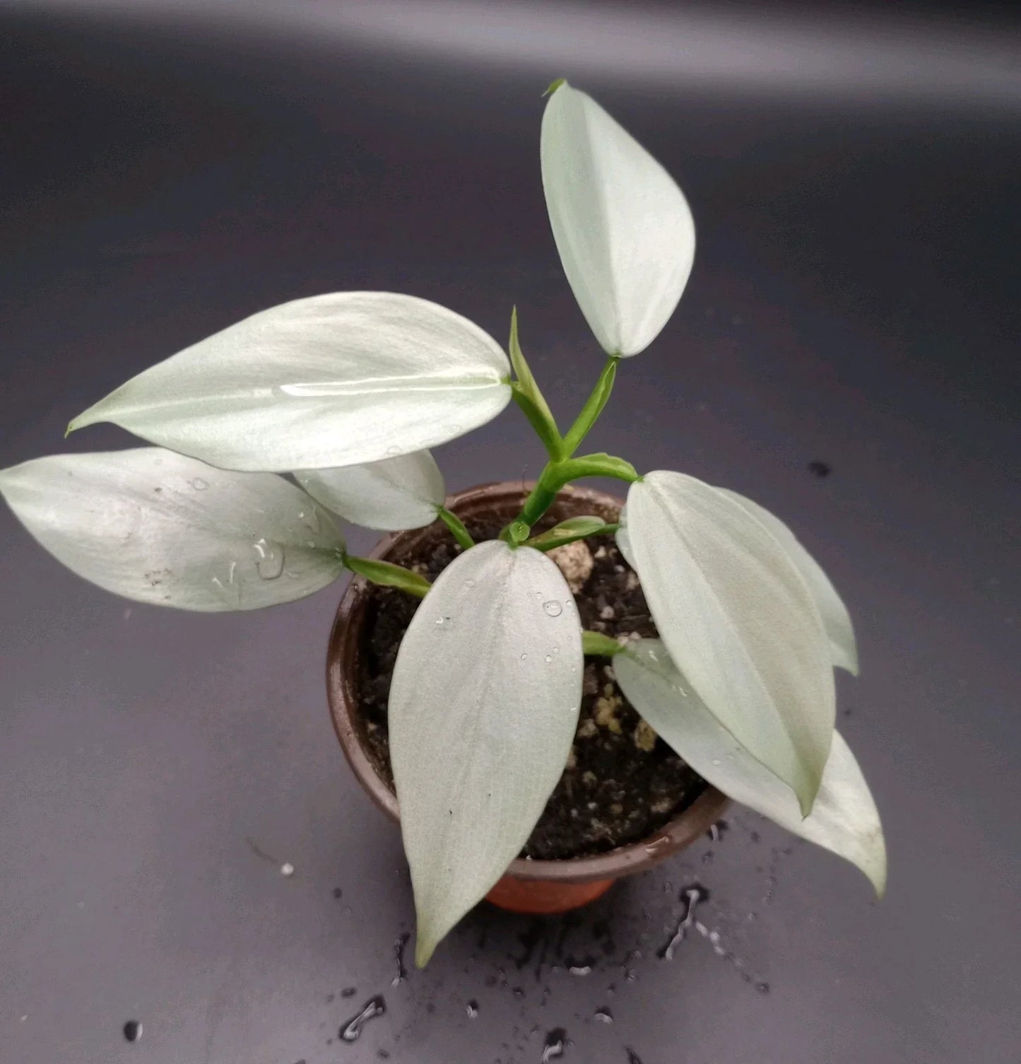 Philodendron Silver Sword Plant 3.5" Pot, Rare Tropical Houseplant, Philodendron hastatum, Easy Care Indoor Plant