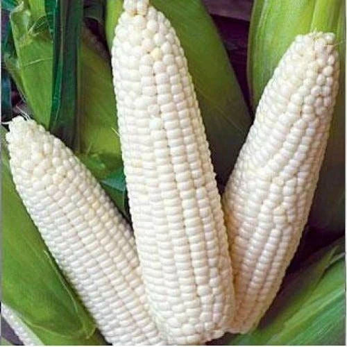 Heirloom Vegetable Seeds - 25 Ct Trucker's Favorite White Corn - Non-GMO Zea mays - USA Grown, Sweet & Tender Corn for Garden