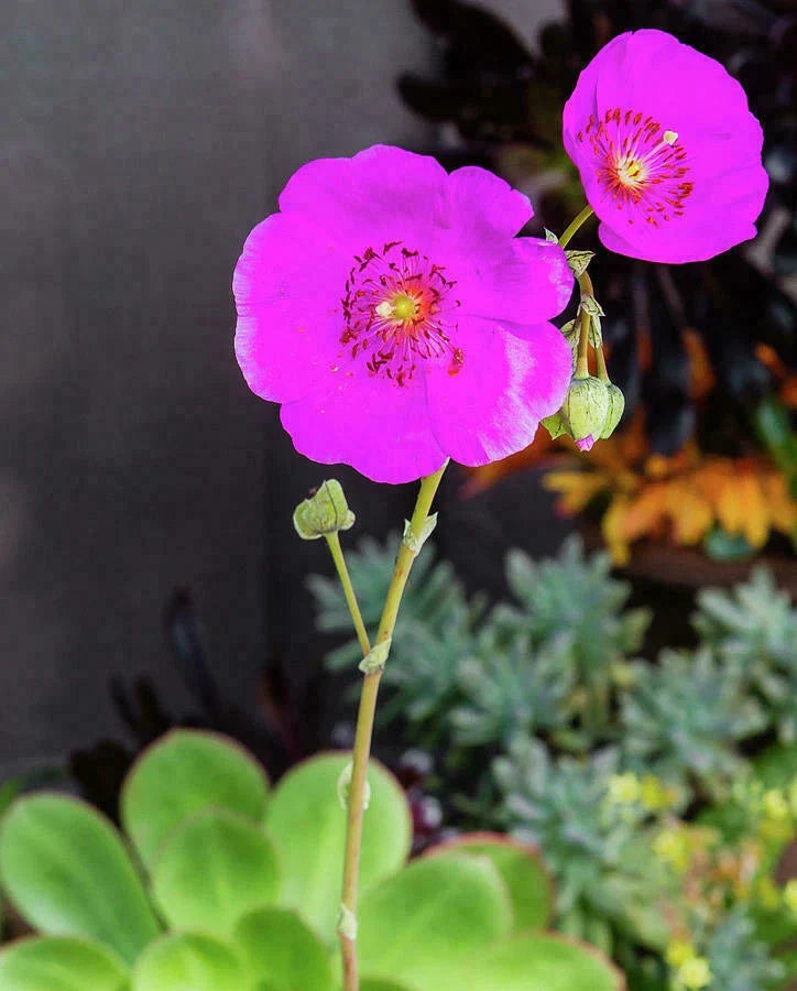 Rock Purslane Cuttings - 5" Unrooted - Calandrinia Spectabilis - 3 Pack - Drought-Tolerant Magenta Flowers for Garden