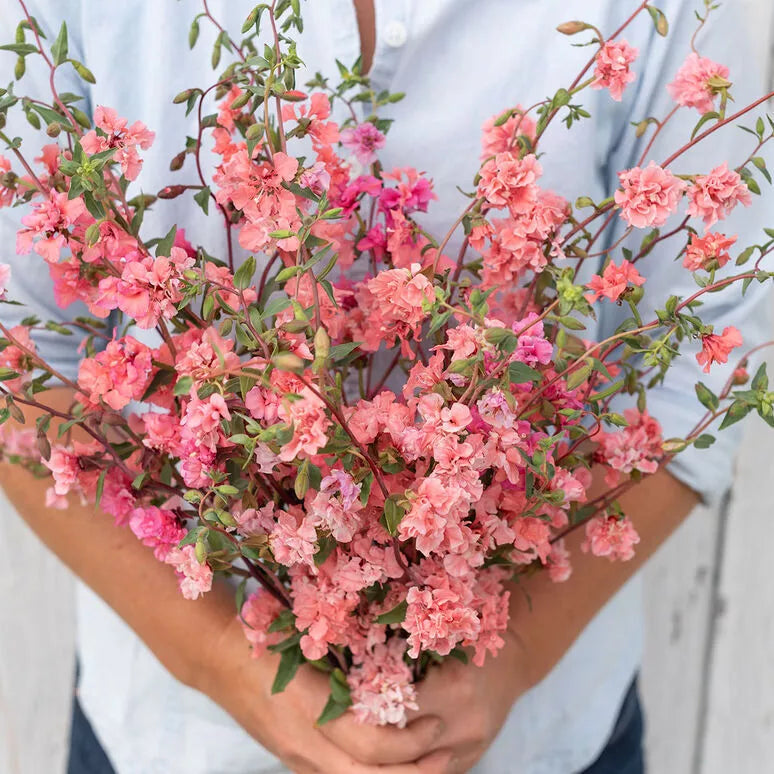 Clarkia Seeds - Salmon Color - Mountain Garland Variety - Clarkia unguiculata - Fresh 2023