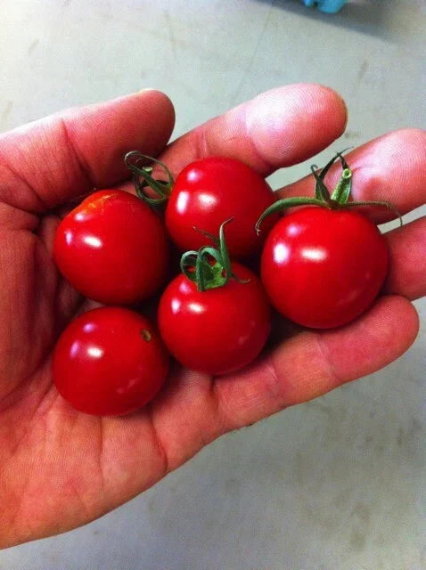 Sugar Bomb Cherry Tomato Seeds - 100+ Heirloom Organic Non-GMO - Lycopersicon esculentum - Sweet Flavor for Home Gardening