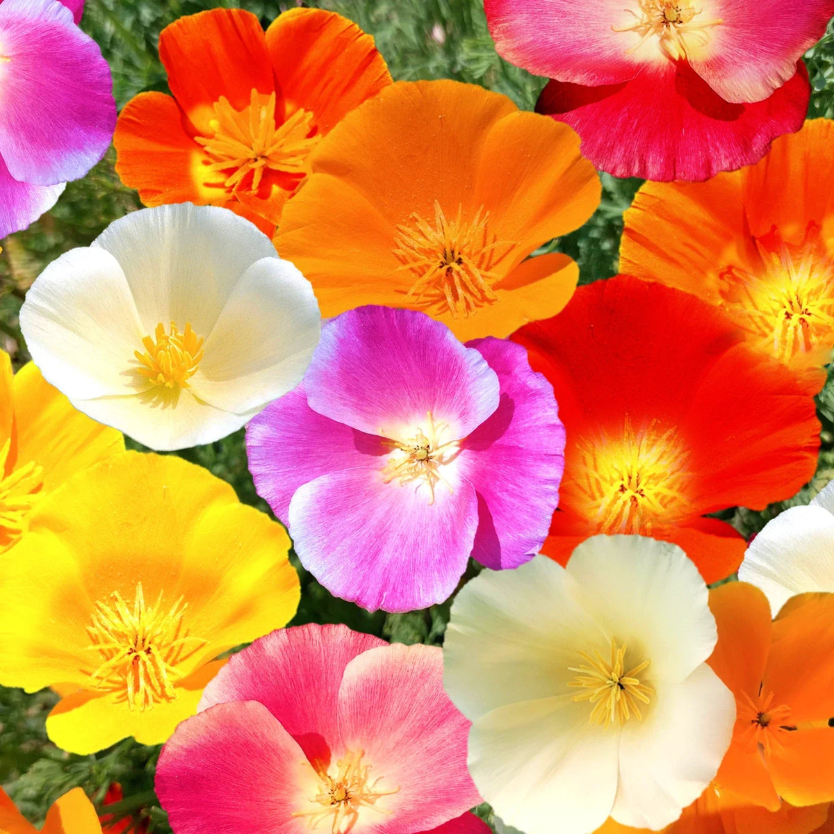 California Poppy Seeds Mix | 100 Seeds | 7 Color Rainbow | Eschscholzia californica | Easy Grow, Drought-Tolerant Flowers