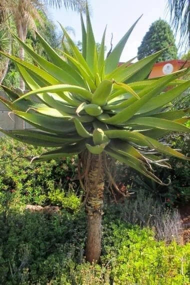 Aloe Spectabilis Seeds - 30 Pack - Rare Rosette Succulent - Aloe spectabilis - Easy Care Indoor/Outdoor Gardening