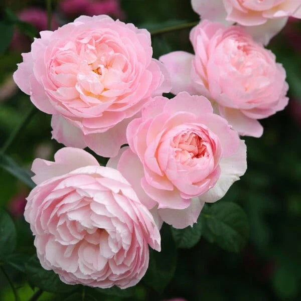 David Austin Rose Cuttings to Root (3) - Retired Variety for Gardening - Perfect for Rose Enthusiasts