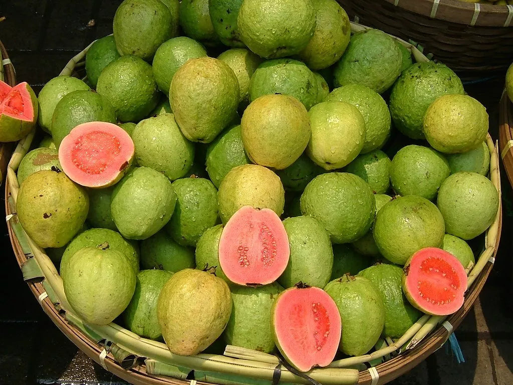 Pink Guava Seeds - 10 Pack - Psidium guajava - Non-GMO Tropical Fruit Seeds - Home Gardening & Landscaping
