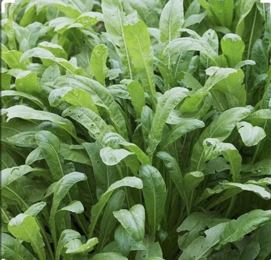 Mibuna Mustard Seeds - 300+ Non-GMO Open Pollinated - Brassica rapa var. japonica - Asian Leaf Greens for Home Gardening