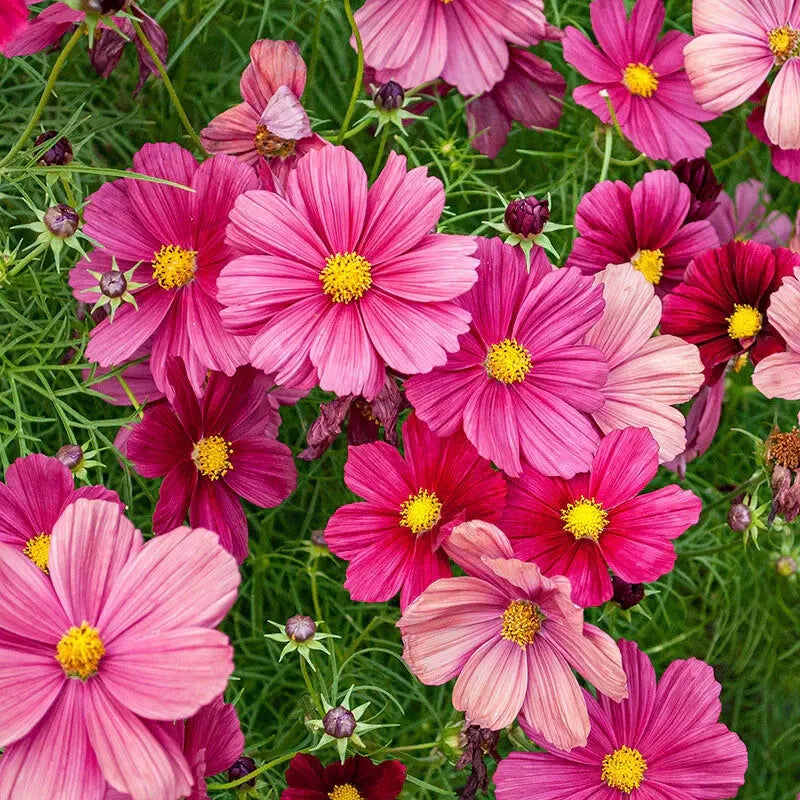 Rubinato Cosmos Seeds 200+ Pack - Pink Red White Blooms - Cosmos bipinnatus - USA Grown, Easy to Grow for Garden Planting