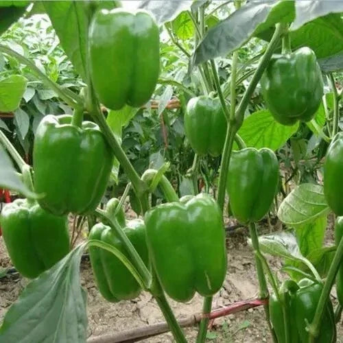 Green Bell Pepper Seeds 100+ "Emerald Giant" Non-GMO Capsicum annuum for Home Garden Cooking