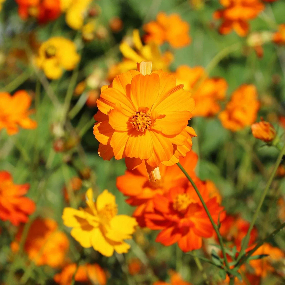 Diablo Cosmos Seeds - 200+ Pack - Deep Red Flowers - Cosmos bipinnatus - Attracts Pollinators - Easy to Grow Garden Seeds