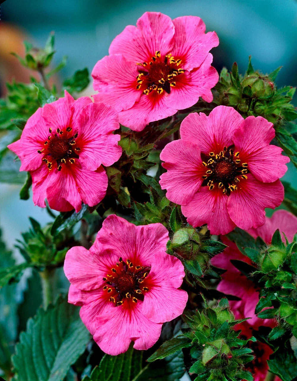 Potentilla Seeds - 100 Count - Miss Willmott - Bright Pink Flowers with Red Centers - Potentilla fruticosa 'Miss Willmott'