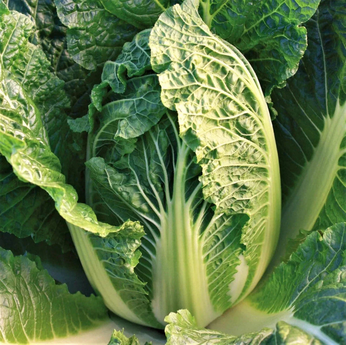 Chinese Napa Cabbage Seeds Packet - Kyoto No. 3 Variety - Brassica rapa var. pekinensis - USA Grown for 2025 Planting