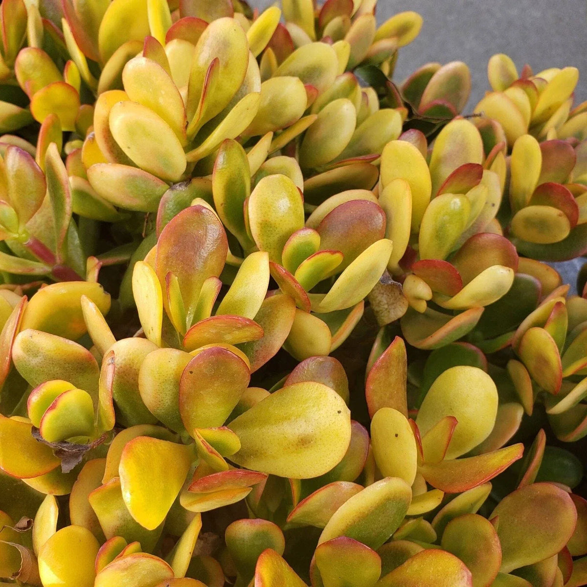 Succulent Cuttings - 5 Crassula Ovata Hummel Sunset - Golden Jade Plant - Indoor Houseplant - Easy Care, Variegated Leaves