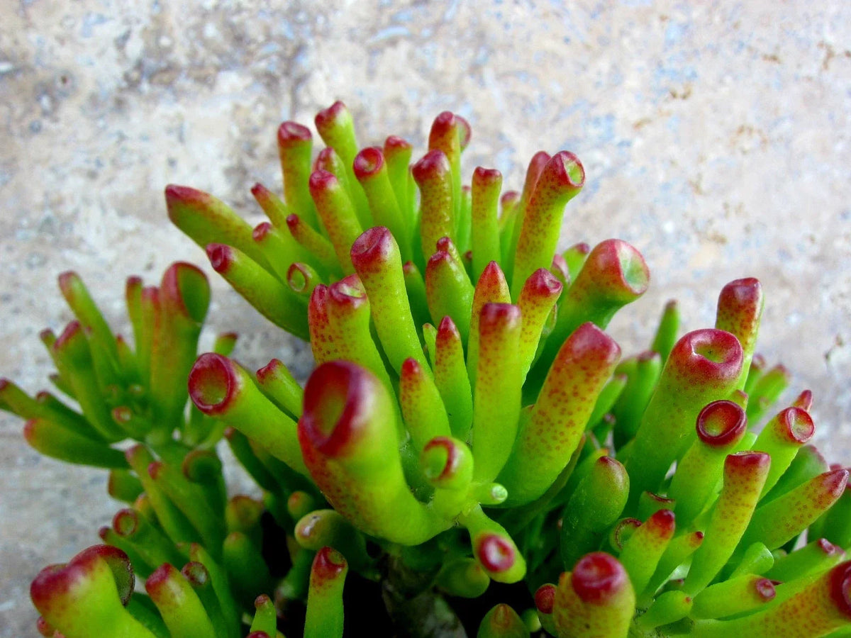 Crassula Ovata Gollum Cuttings - 2 Sea Anemone Jade Succulent Plant Cuttings for Indoor Gardening and Home Decor