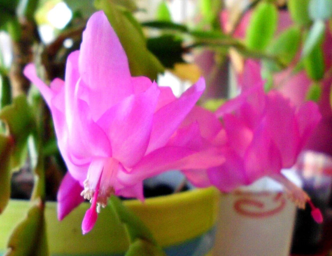 Thanksgiving Cactus Cuttings - 2-Segment Unrooted - Pink - Schlumbergera Truncata - Freshly Cut for Propagation