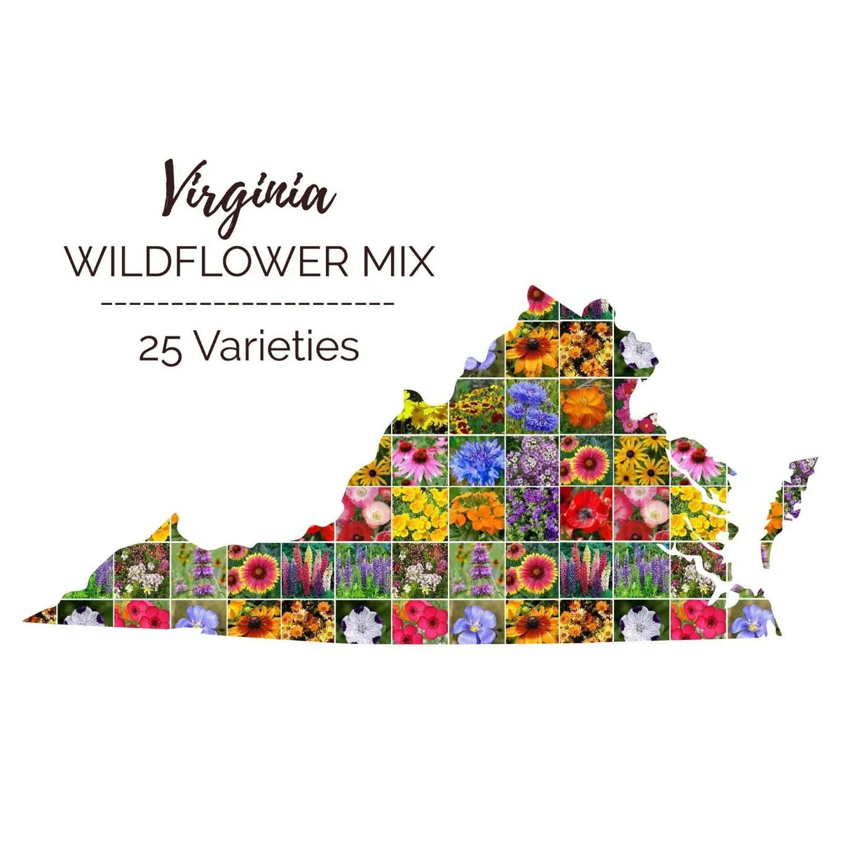 Wildflower Seed Mix 1000 Seeds Virginia State Perennials & Annuals Non-GMO Various Species