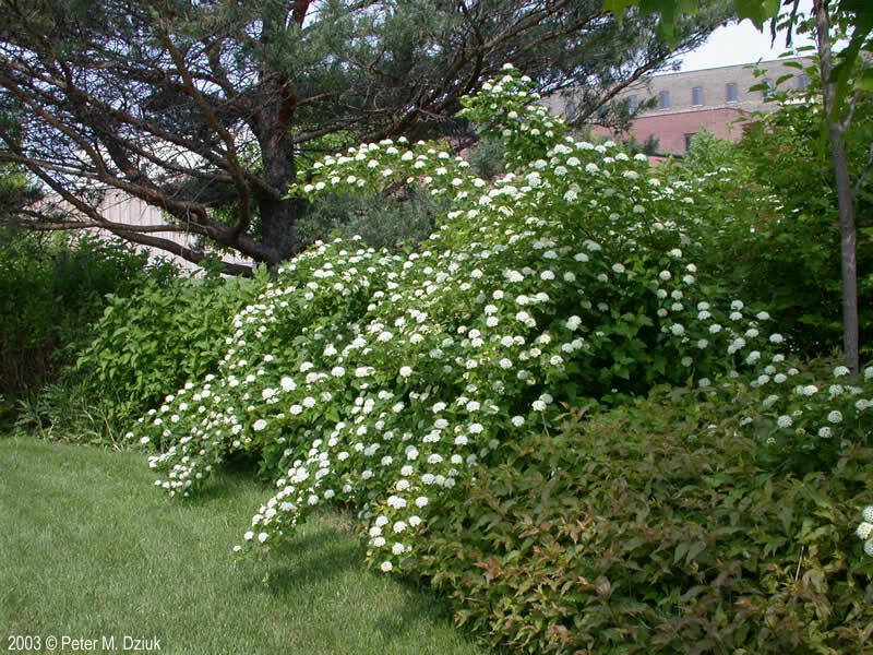 Ninebark Plant Bare Root 12-18 Inches Physocarpus opulifolius Hardy Shrub for Zones 5-9 Drought-Tolerant Live Plant