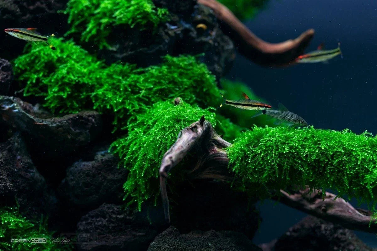 Weeping Moss 4oz Cup - Live Aquarium Plant, Easy Care, Fontinalis antipyretica, 7 Healthy Stems for Aquascaping