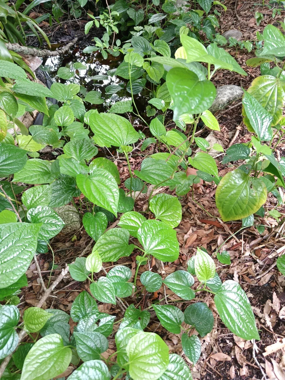 Large Rooted Herb Plant - Piper Sarmentosum (Lolot / Wild Pepper) - Live Edible Plant for Cooking & Garden