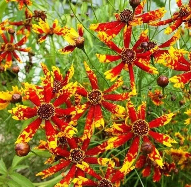Coreopsis Seeds - 100 Rare Seeds - Radiana Tigrina - Native Wildflower - Drought-Tolerant Perennial - Ships from Iowa, USA