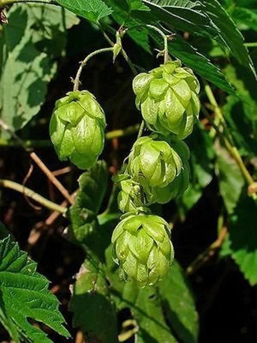 Common Hops Seeds - 25 Pack - European Humulus Lupulus - Ideal for Beer Brewing - Aromatic Climbing Vine Seeds