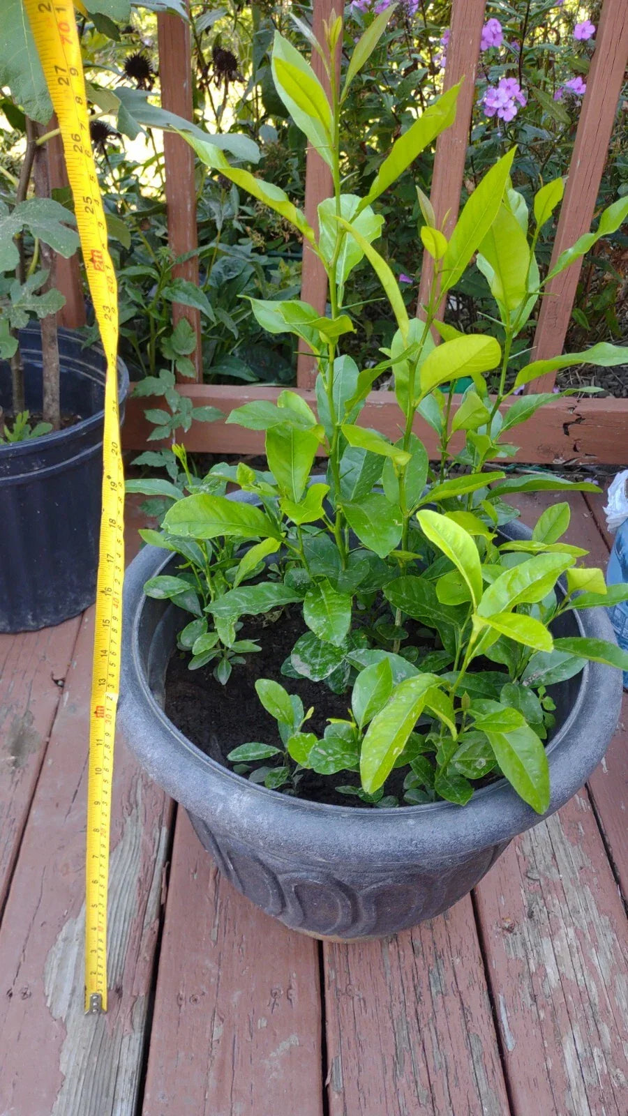 Meyer Lemon Tree Plant 11"-16" Organic Non-GMO Citrus × meyeri Indoor/Outdoor Zones 8-11, Juicy Fruit, Compact Growth