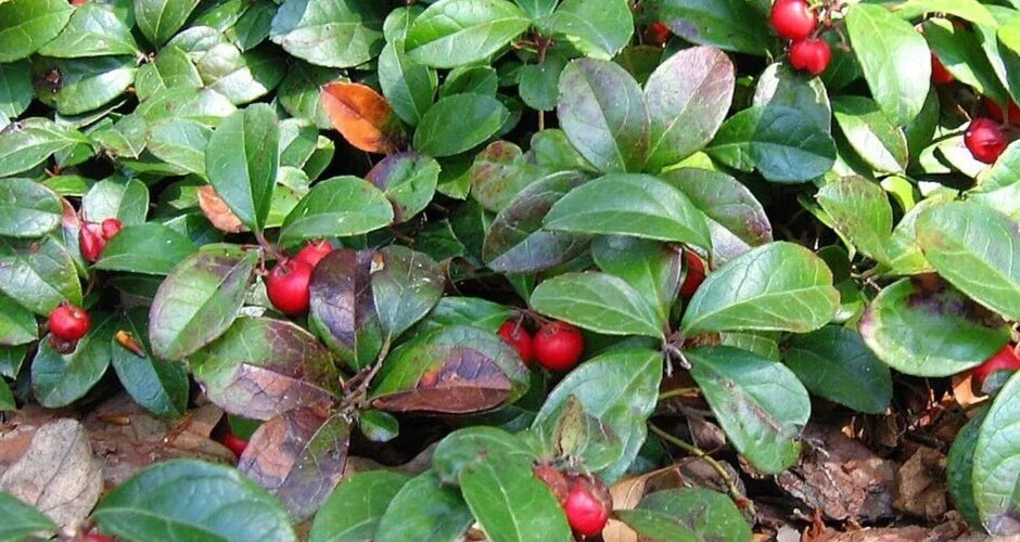 Wintergreen Live Plant Bareroot Starter - Gaultheria procumbens - Edible Red Berries - Native Evergreen Creeper