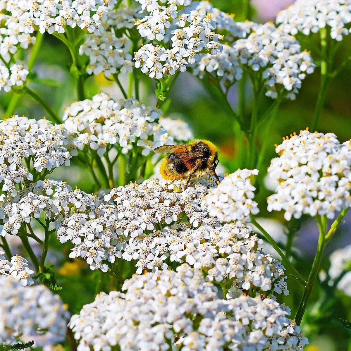 Yarrow Seeds 2000+ Count White Non-GMO Perennial Pollinator Achillea millefolium for Gardens and Landscapes
