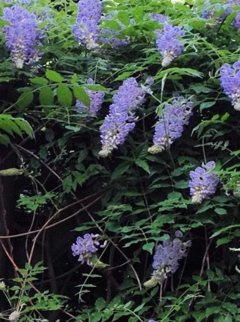 Bonsai Tree Seeds 10 Pack Chinese Wisteria Wisteria sinensis - Highly Prized Flowering Seeds for Miniature Gardening