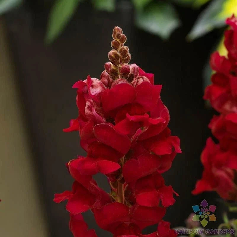 Snapdragon Seeds - 1000+ Pack - Sonnet Crimson - Antirrhinum majus - USA Grown, Non-GMO, Ideal for Garden Planting