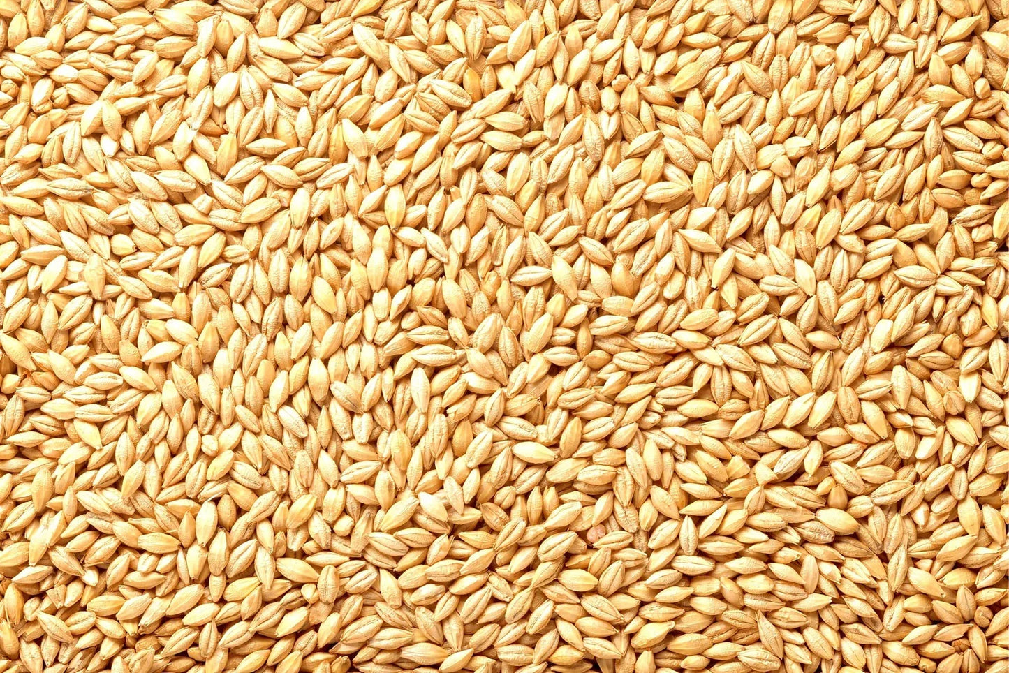 Whole Barley Seeds | All Natural | Juicing, Malt Brewing | Hordeum vulgare